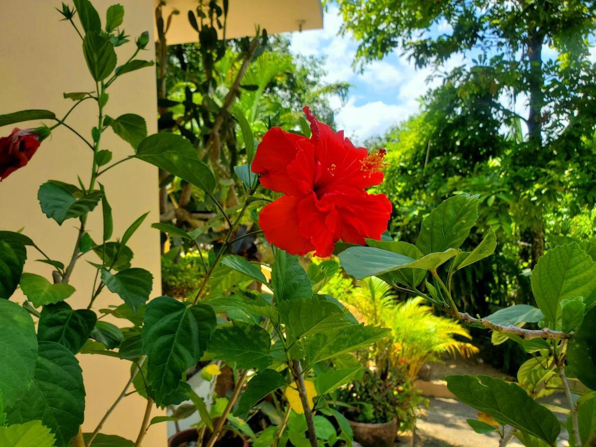 Sunbreeze - A Spacious, Homely Ocho Rios